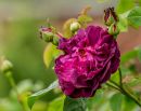 Mottisfont-3.JPG