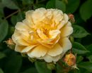 Mottisfont-4.JPG