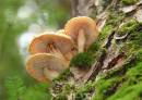 Mushrooms_on_tree_.JPG