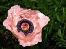 Natures-Art.jpg