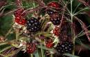 Natures_larder.jpg