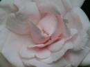 New_Dawn_rose.jpg
