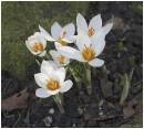 OPEN_CROCUS_.jpg