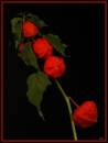 ORANGEFLORA_jSMALL.jpg