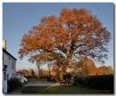 Oak181106-011.jpg