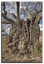 Oak_hdr.jpg