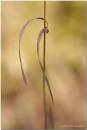 Old-Grass.jpg