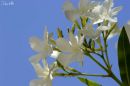 Oleander_White_WM_RS_0001.jpg