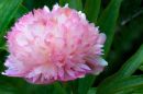 Optimised-Peony.jpg