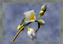 Orange_Blossom1.jpg