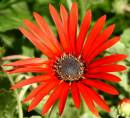 Orange_Flower.jpg