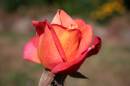 Orange_Rose.JPG