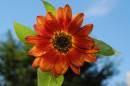 Orange_sunflower001.jpg