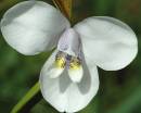 Orchid1.jpg