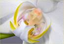 Orchid111.jpg