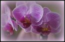 Orchid3.jpg