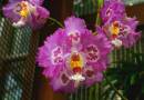 Orchid31007.jpg