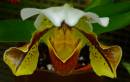 OrchidPaphiopedilumLeeanum.jpg