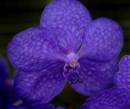 OrchidVandaGnomeface.jpg