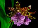 Orchid_063.jpg