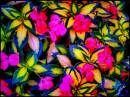 Our_garden5.jpg