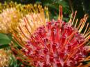 P9220016_01_red_flower.jpg