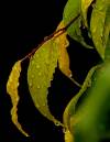PC016260resize_leaves.jpg