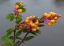 PLANT_1.jpg
