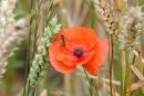 POPPY7.jpg