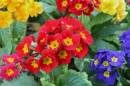 Pack_Garden_2.jpg