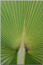 Palm-Fan.jpg