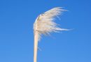 Pampas_Grass_Cortaderia_selloana_1.jpg