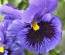 Pansy2.jpg