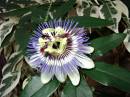 Passion_Flower.jpg