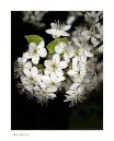 Pear_blossems_N_600_Sigma_105_2_8_Macro_HH_RF_031616_7791.jpg