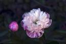 Peony.jpg