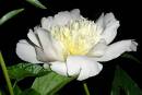 Peony_Rose.jpg