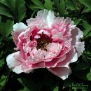 Peony_Sm_Cr.jpg