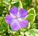 Periwinkle.JPG