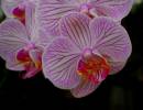 Phalaenopsis.jpg