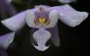 Phalaenopsis_scilleriana.jpg