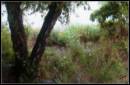 Picture_001_SOFT_SNAP_worked_up_by_painting_fOREST_TREASURES.jpg