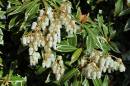 Pieris.jpg