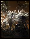 Pine_04-.jpg