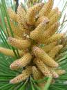 Pine_cone_beginnings.jpg