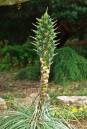 Pineapple--1.jpg