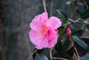 Pink-Camelia.jpg