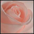 Pink-Rose.jpg