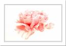 Pink.jpg
