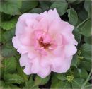 Pink2.jpg